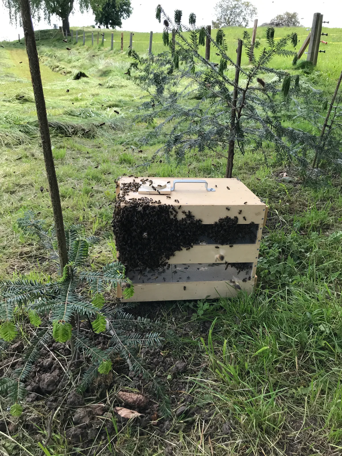 Bienenhaus Pfnanenstil